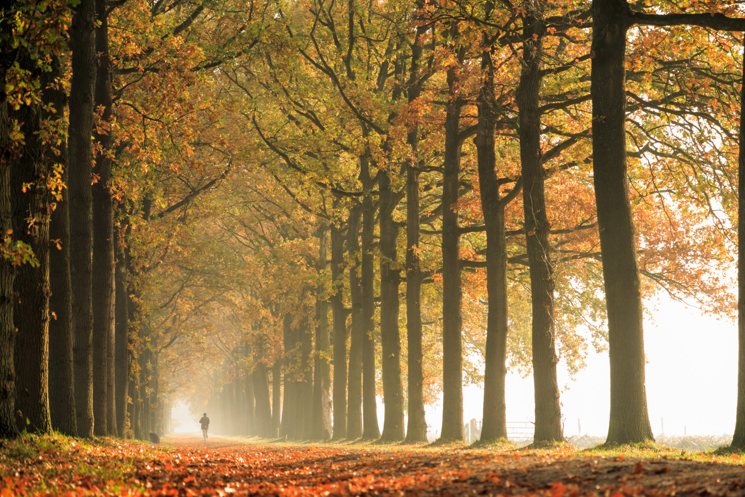 Nature: Autumn Forest Autumn clock change